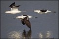_1SB9289 american avocets